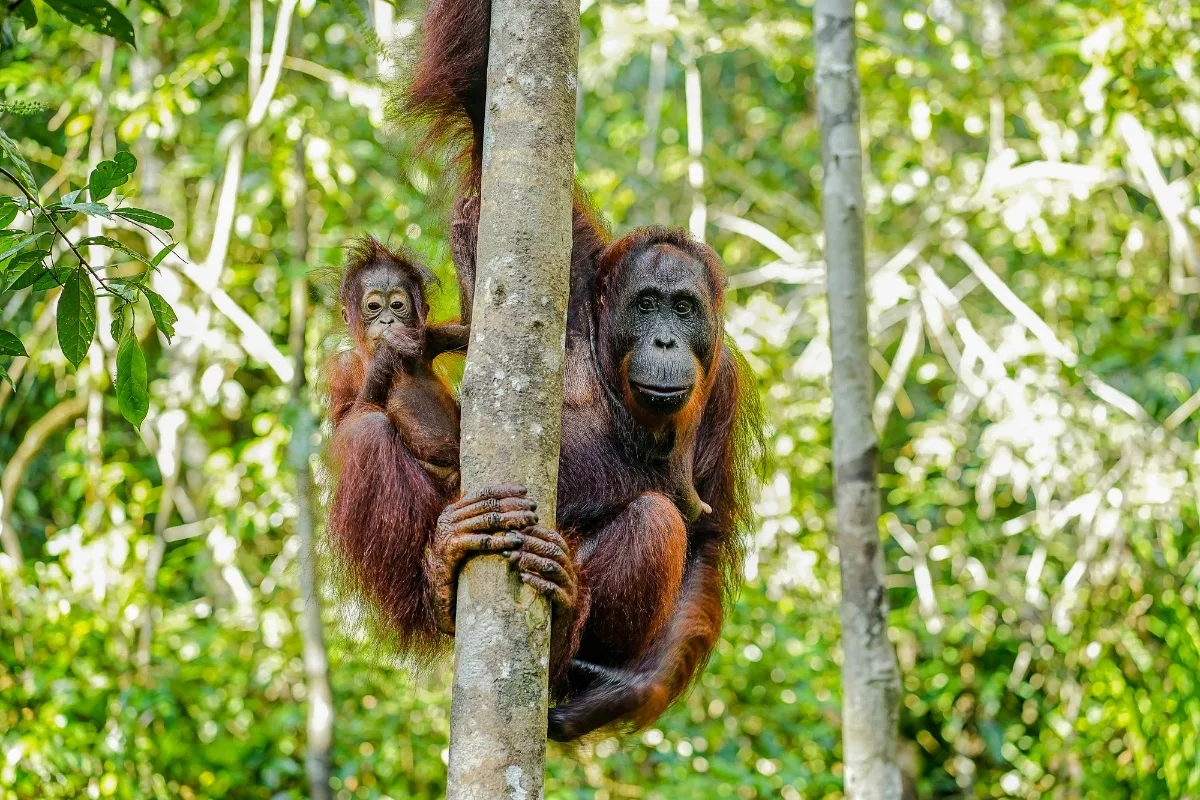 Borneo Orangutan